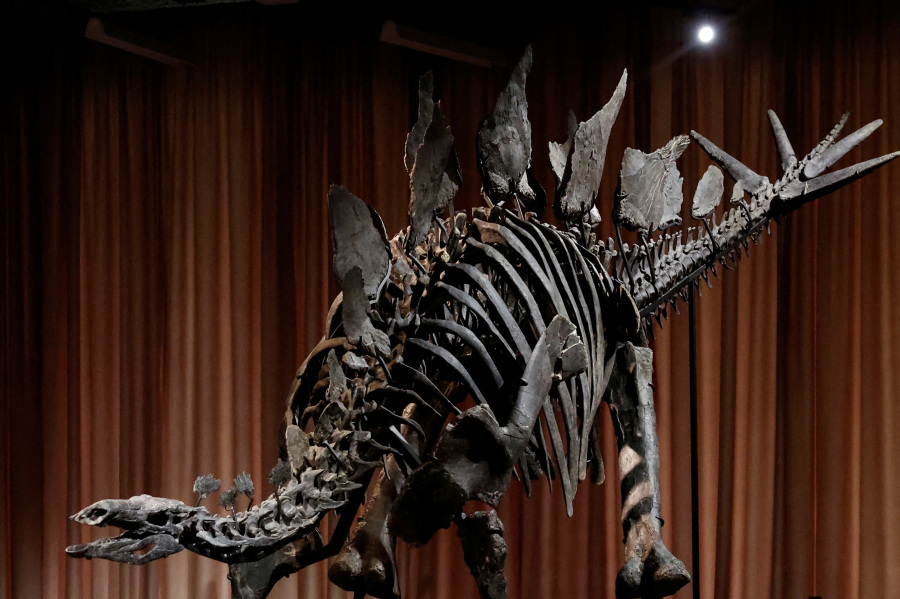 New York museum unveils Apex - an almost complete Stegosaurus
