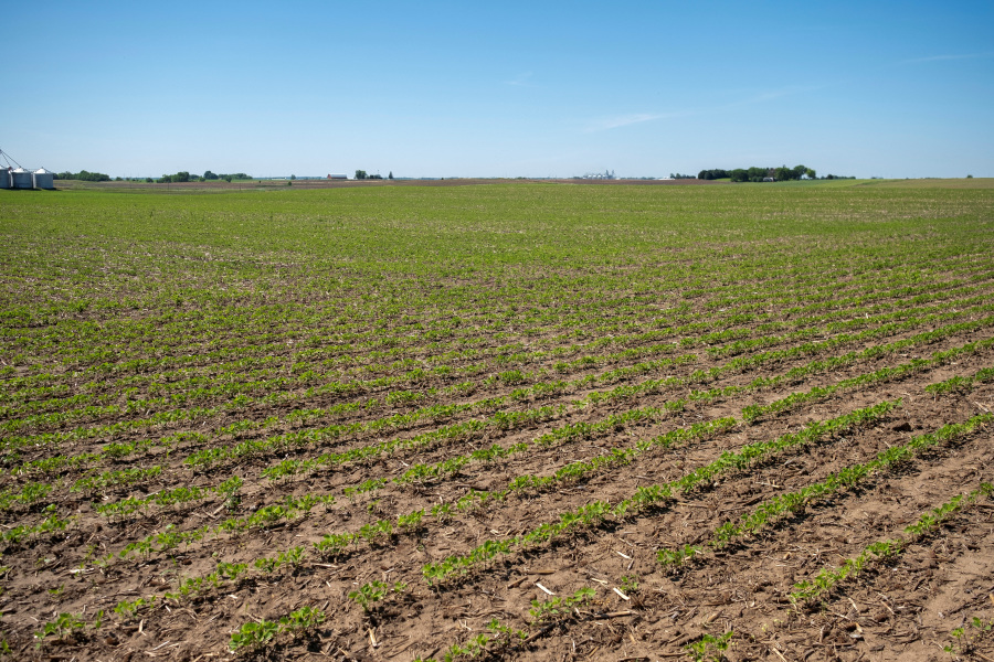 US soybean farmers, deserted by big buyer China, scramble for other importers