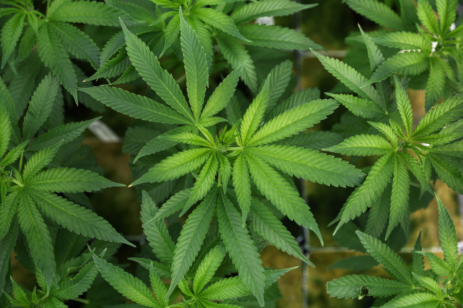 Trump moving to ease US marijuana regulations, sparking industry hopes