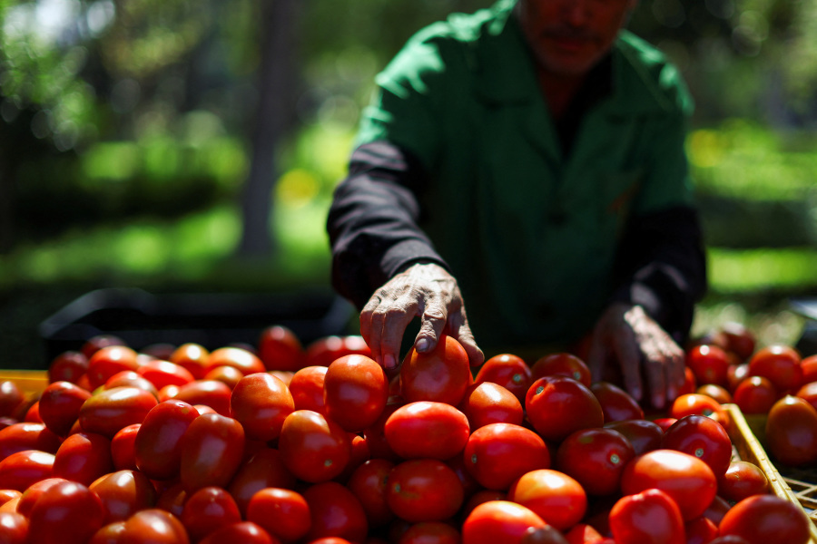 US says most tomatoes imported from Mexico to face 21 duty from July 14
