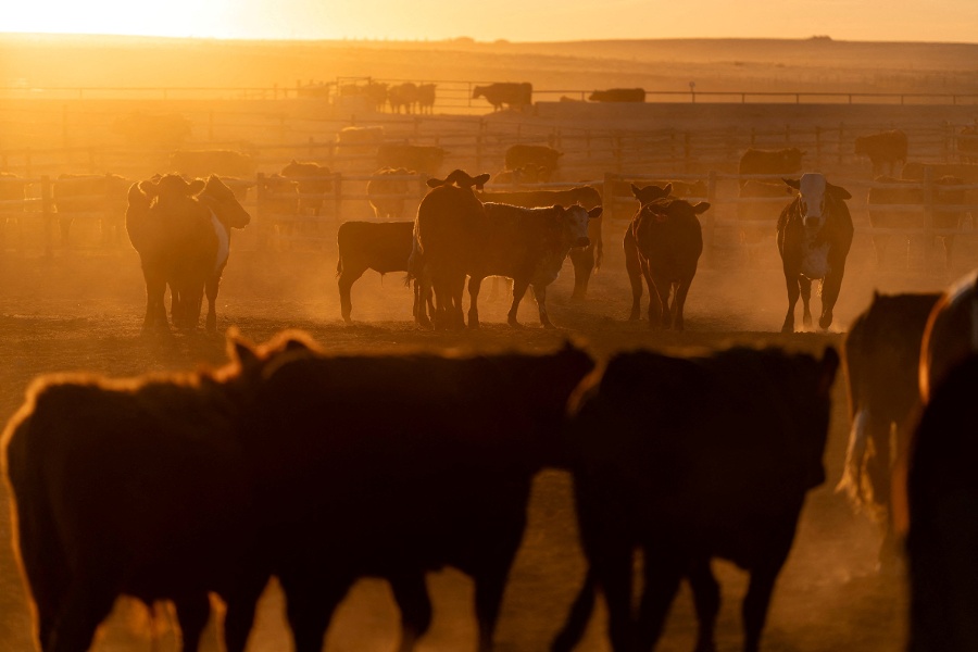 China renews licences for hundreds of US beef exporters amid Trump-Xi summit