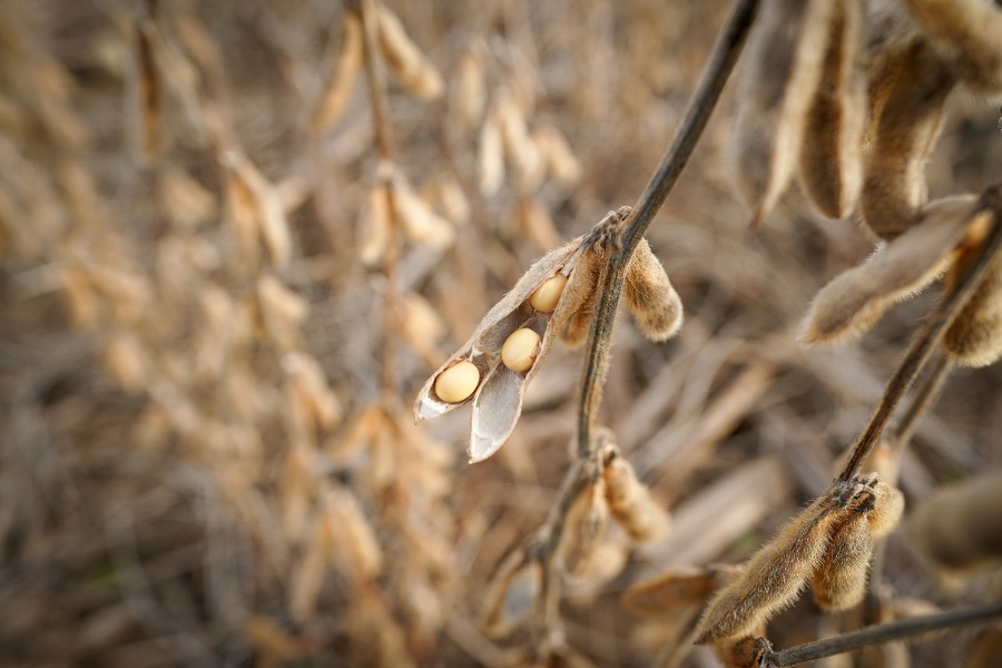 US s Bessent says soybeans all taken care of , cooling expectations for fresh Chinese buying