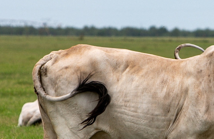 USDA reports three new cases of screwworm, bringing total to 15