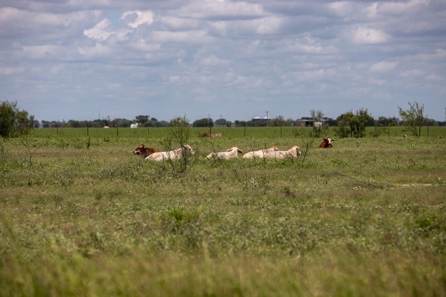 Texas ranchers on edge after screwworm parasite detected in calf