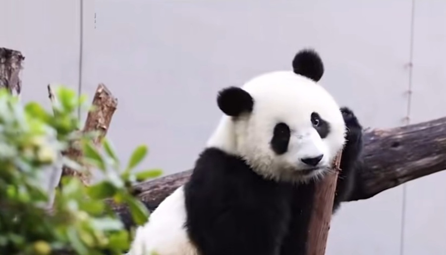 The CCP Is in Decline: Pandas Being Returned, Zhao Lijian Reassigned