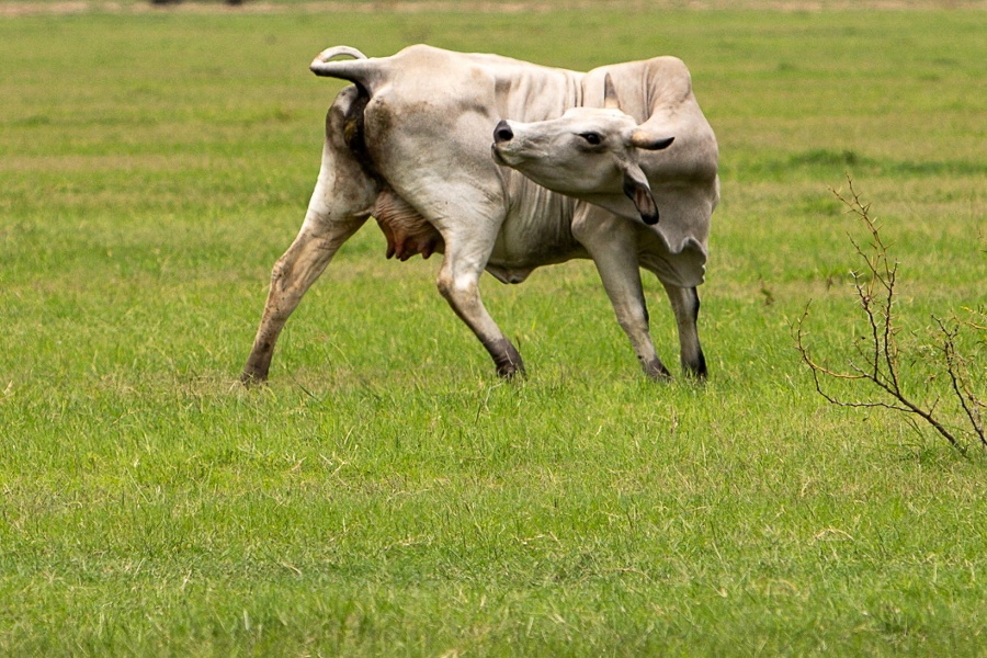 USDA confirms three additional cases of screwworm in the United States