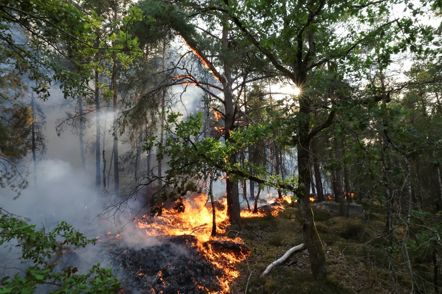 Firefighters battle Fontainebleau forest fire near Paris as two arrested